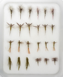 Insect Life Cycle Fly Selection - BWO