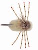 Turneffe Crab Bonefish Fly <br /> #6 - Cream